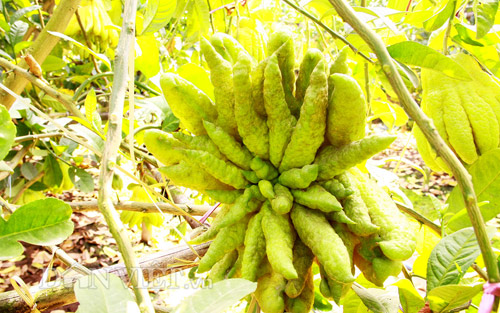 “Vương quốc phật thủ nghìn tay” tiền triệu mỗi trái “khủng” nhất Thủ đô - 6