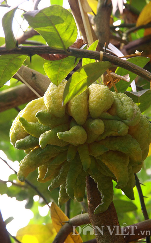 “Vương quốc phật thủ nghìn tay” tiền triệu mỗi trái “khủng” nhất Thủ đô - 7