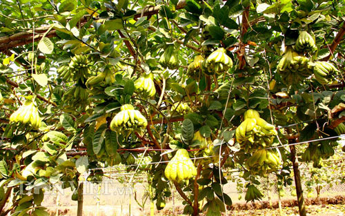 “Vương quốc phật thủ nghìn tay” tiền triệu mỗi trái “khủng” nhất Thủ đô - 8