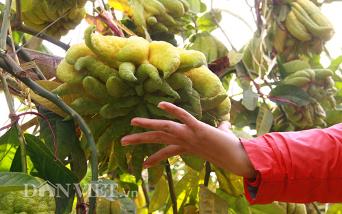 “Vương quốc phật thủ nghìn tay” tiền triệu mỗi trái “khủng” nhất Thủ đô - 9