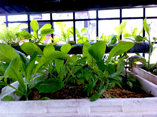 Hà Nội: Mẹ quyết tâm trồng rau sạch nuôi con ăn dặm - 4