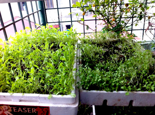 Hà Nội: Mẹ quyết tâm trồng rau sạch nuôi con ăn dặm - 3