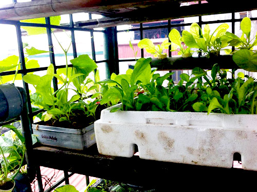 Hà Nội: Mẹ quyết tâm trồng rau sạch nuôi con ăn dặm - 2