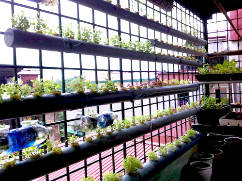 Hà Nội: Mẹ quyết tâm trồng rau sạch nuôi con ăn dặm - 5