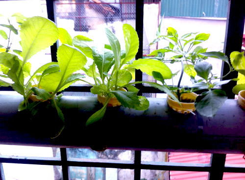 Hà Nội: Mẹ quyết tâm trồng rau sạch nuôi con ăn dặm - 6