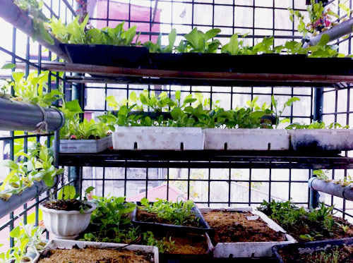 Hà Nội: Mẹ quyết tâm trồng rau sạch nuôi con ăn dặm - 9