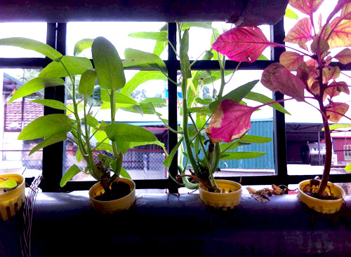 Hà Nội: Mẹ quyết tâm trồng rau sạch nuôi con ăn dặm - 8