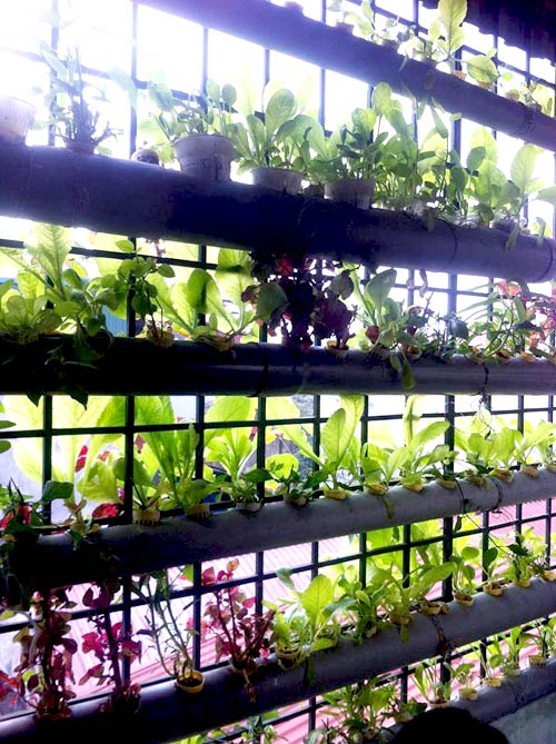 Hà Nội: Mẹ quyết tâm trồng rau sạch nuôi con ăn dặm - 10