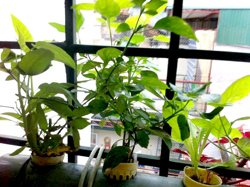 Hà Nội: Mẹ quyết tâm trồng rau sạch nuôi con ăn dặm - 7