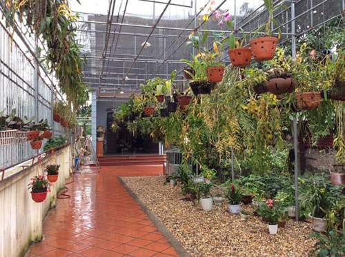 Mục sở thị vườn lan rừng vô giá của cô giáo Hà Nội - 1