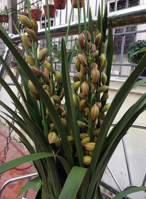 Mục sở thị vườn lan rừng vô giá của cô giáo Hà Nội - 10