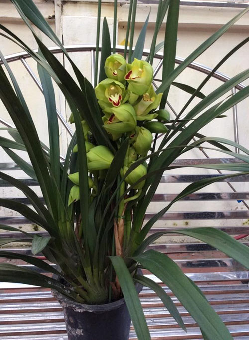 Mục sở thị vườn lan rừng vô giá của cô giáo Hà Nội - 11