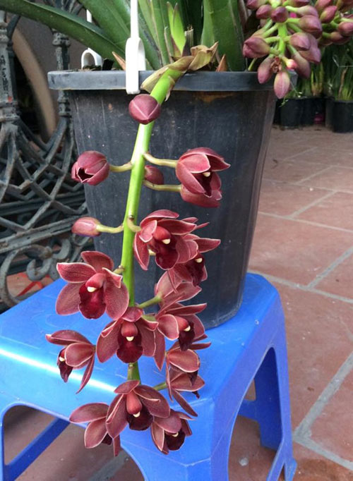 Mục sở thị vườn lan rừng vô giá của cô giáo Hà Nội - 12