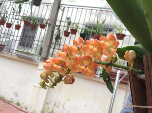 Mục sở thị vườn lan rừng vô giá của cô giáo Hà Nội - 13