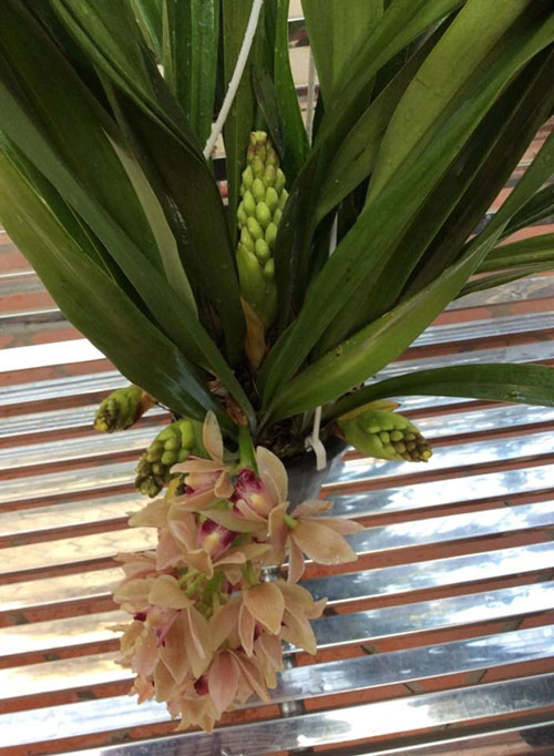 Mục sở thị vườn lan rừng vô giá của cô giáo Hà Nội - 14