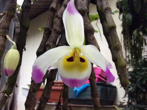 Mục sở thị vườn lan rừng vô giá của cô giáo Hà Nội - 15