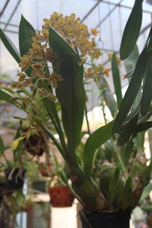 Mục sở thị vườn lan rừng vô giá của cô giáo Hà Nội - 16