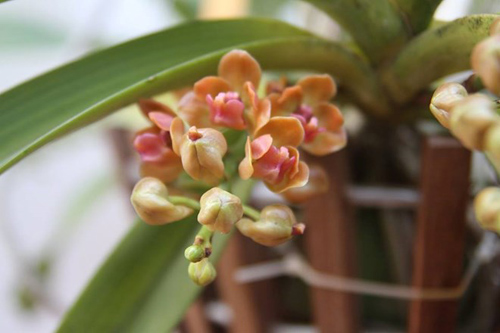 Mục sở thị vườn lan rừng vô giá của cô giáo Hà Nội - 17