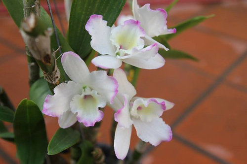 Mục sở thị vườn lan rừng vô giá của cô giáo Hà Nội - 18