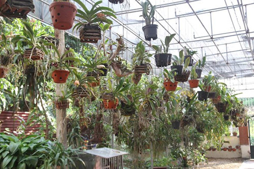 Mục sở thị vườn lan rừng vô giá của cô giáo Hà Nội - 2