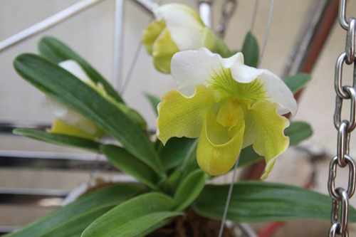 Mục sở thị vườn lan rừng vô giá của cô giáo Hà Nội - 20