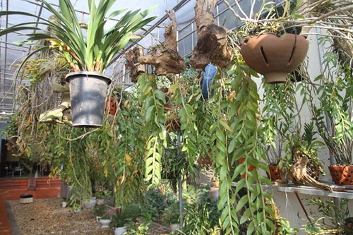 Mục sở thị vườn lan rừng vô giá của cô giáo Hà Nội - 3