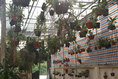 Mục sở thị vườn lan rừng vô giá của cô giáo Hà Nội - 4