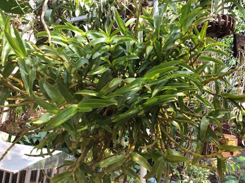 Mục sở thị vườn lan rừng vô giá của cô giáo Hà Nội - 5