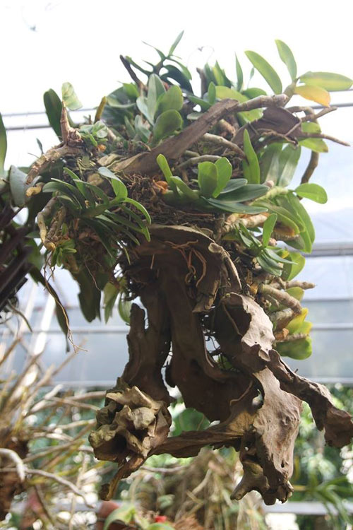 Mục sở thị vườn lan rừng vô giá của cô giáo Hà Nội - 7