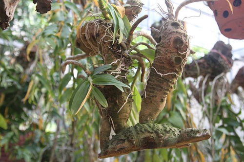 Mục sở thị vườn lan rừng vô giá của cô giáo Hà Nội - 8