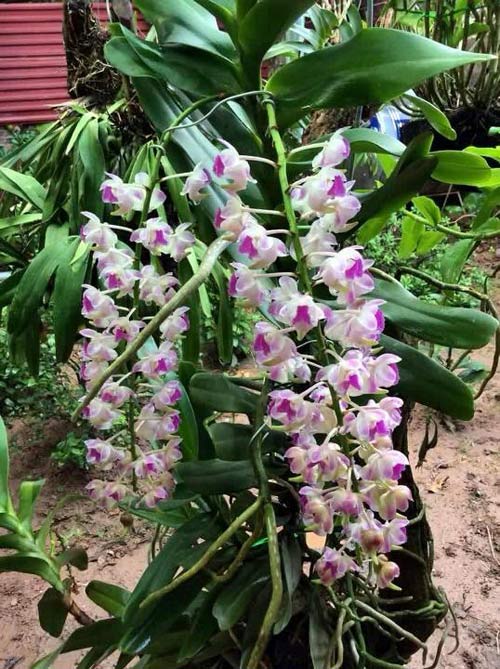 Mục sở thị vườn lan rừng vô giá của cô giáo Hà Nội - 9