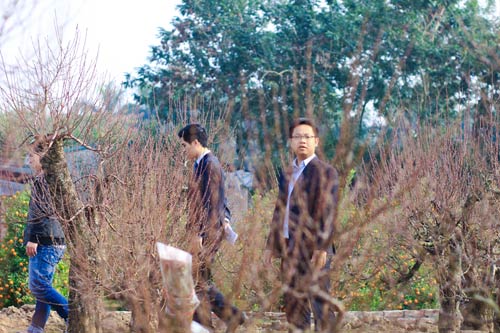 Chọn đào chuẩn không đắt cho năm mới viên mãn - 5