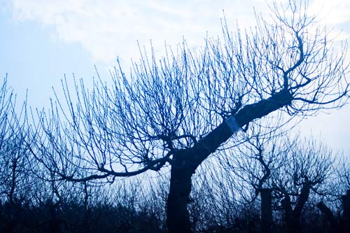 Chọn đào chuẩn không đắt cho năm mới viên mãn - 8