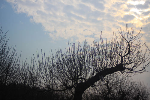 Chọn đào chuẩn không đắt cho năm mới viên mãn - 9