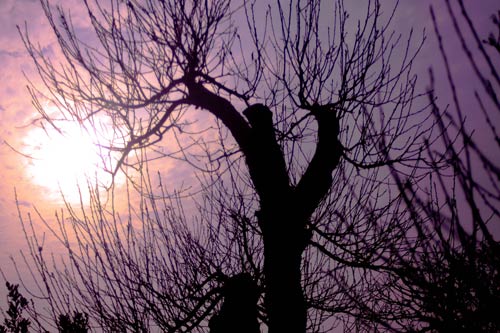 Chọn đào chuẩn không đắt cho năm mới viên mãn - 7