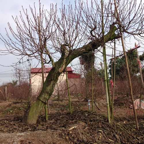 Chọn đào chuẩn không đắt cho năm mới viên mãn - 2