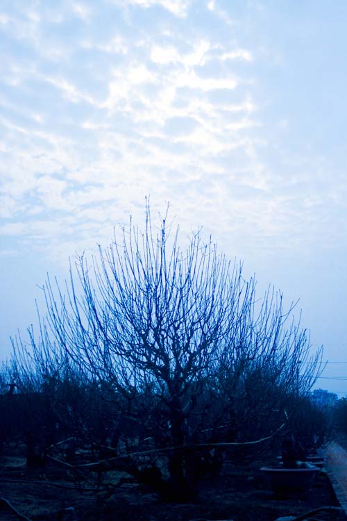 Chọn đào chuẩn không đắt cho năm mới viên mãn - 6