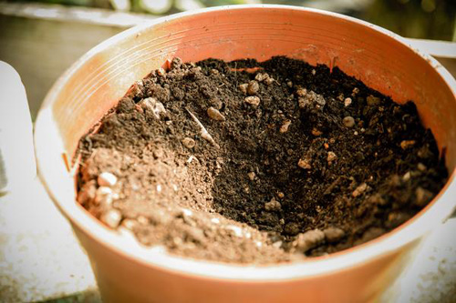 1 tuần trồng hồng lớn nhanh, hoa nhiều nhờ khoai tây - 4