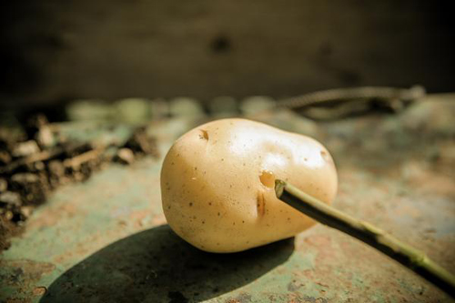 1 tuần trồng hồng lớn nhanh, hoa nhiều nhờ khoai tây - 5