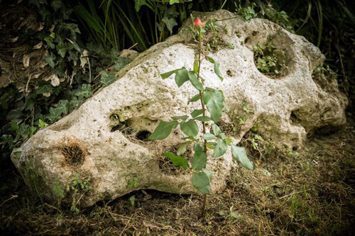 1 tuần trồng hồng lớn nhanh, hoa nhiều nhờ khoai tây - 11