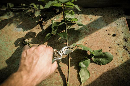 1 tuần trồng hồng lớn nhanh, hoa nhiều nhờ khoai tây - 3