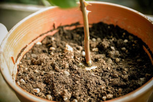 1 tuần trồng hồng lớn nhanh, hoa nhiều nhờ khoai tây - 7