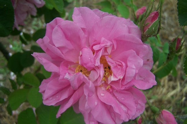 4. Professeur Emile Perrot

Là một giống hồng cổ, Professeur Emile Perrot có màu trắng tinh khôi và hương thơm thanh khiết. Mùi hương của loài hoa này hay được sử dụng để điều chế nước hoa.
