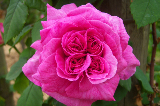 2. Madame Isaac Pereire

Cũng thuộc giống Bourbons, Madame Isaac Pereire cho những bông hồng màu tím hồng to đùng, thơm ngát. Madame Isaac Pereire phát triển cực nhanh, chỉ cần một bức tường là giống hồng này cũng có thể leo lên kín giàn.
