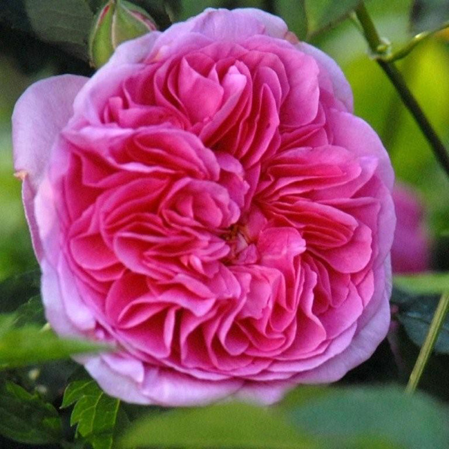9. Gertrude Jekyll

Giống hồng Anh David Austin này có màu hồng sậm đặc biệt cùng bông hoa nở to như cái bát. Tuy nhiên, Gertrude Jekyll còn khiến chị em mê mẩn bởi mùi hương siêu ngọt ngào.
