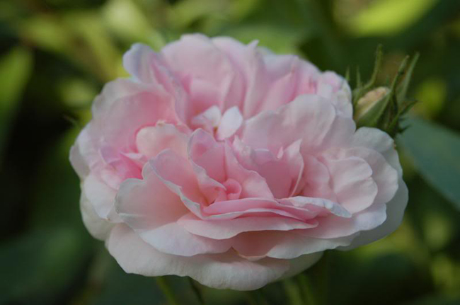 7. Great Maiden’s Blush

Maiden Blush có màu hồng phấn dễ thương và hương thơm cũng ngọt ngào không kém.
