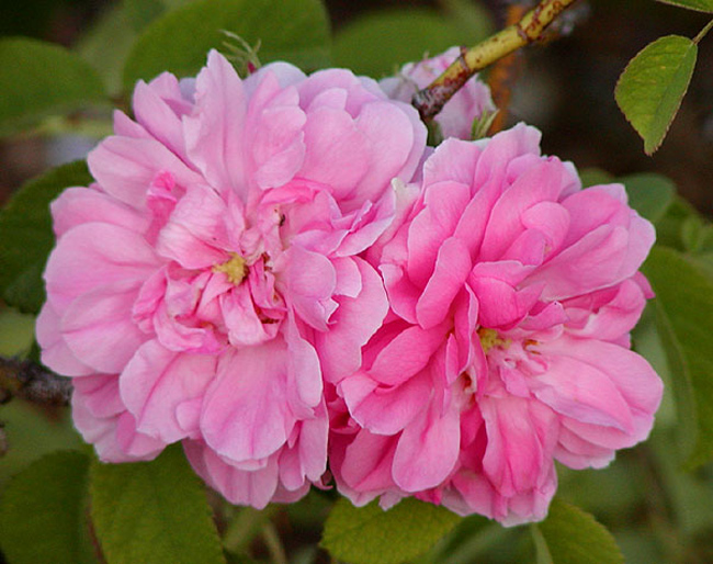 6. Quatre Saisons

Quatre Saisons thuộc giống Damask là một trong những giống hồng cổ nhất trên thế giới. Những cánh hoa mỏng manh của hồng bốn mùa đối lập với mùi hương mạnh mẽ làm nao lòng người yêu hoa. Thường xuyên cắt bỏ hoa đã tàn sẽ giúp nhiều hoa mọc ra hơn.
