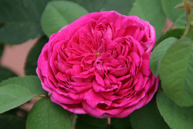 3. De Resht

Giống hoa thuộc loài Portland Damask có màu hồng thẫm và mùi hương cực kì quyến rũ.
