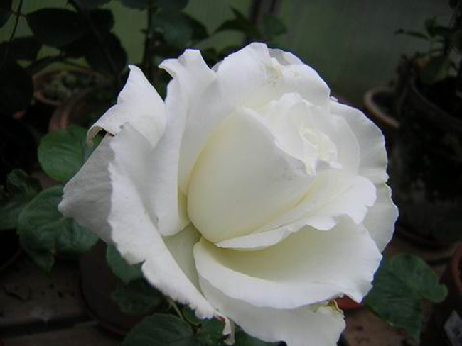 8. Sir Frederick Ashton

Gia đình sẽ rất yêu thích một bụi hoa hồng trắng ngà ra hoa suốt cả mùa hè. Sir Frederick Ashton được gây giống từ hồng 'Anna Pavlova'.
