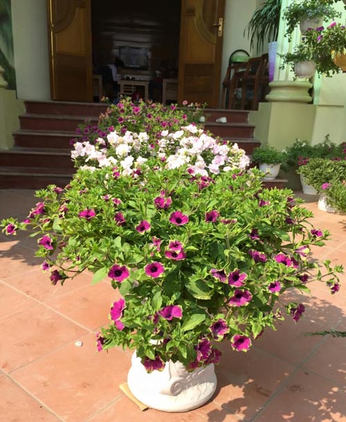 Yên Bái: Bán nhà phố, mua nhà ngõ để trồng 100 cây hoa - 2